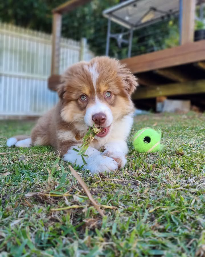 Terry - Australian Shepherd Puppy